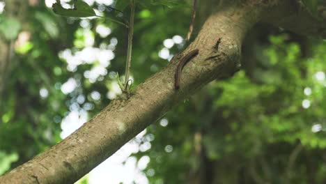 Millipede-Crawling-on-Tropical-Tree-in-Puerto-Rico