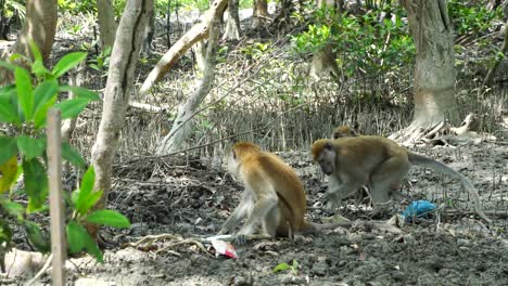 Wilder-Affe-Unter-Mangrovenbäumen