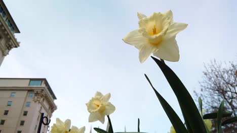 A-low-angle-of-some-beautiful-daffodils-in-a-garden-near-a-business-building-blowing-gently-in-the-wind-in-subtle-slow-motion