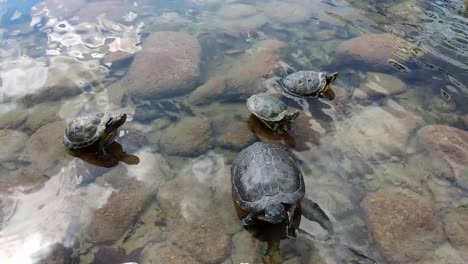Turtles-over-the-rocks-in-water