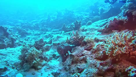 Criaturas-Del-Arrecife-De-Coral-Escapando-De-Los-Buzos.