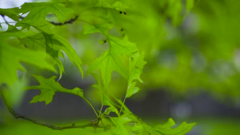 Slow-motion-camera-move-through-oak-tree-leaves