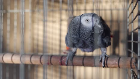 Full-body-shot-of-an-African-grey-in-a-cage-staring-at-the-camera
