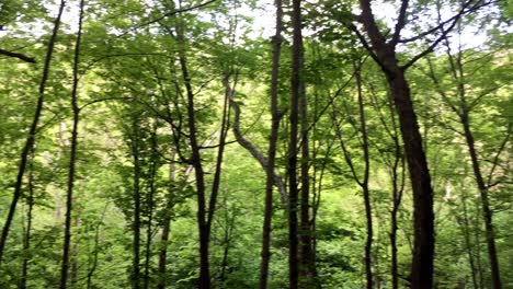 [Kameraschwenk]-Im-Wald-An-Einem-Sonnigen-Tag-|-Schöne-Bäume-Mit-Grünen-Blättern