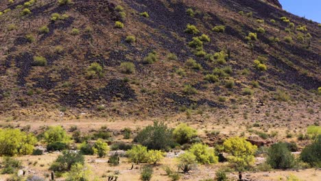 Aerial-approach-across-the-desert-floor-to-the-blooming-Palo-Verde-trees-lining-a-dry-wah-in-the-Sonoran-desert,-Scottsdale,-Arizona