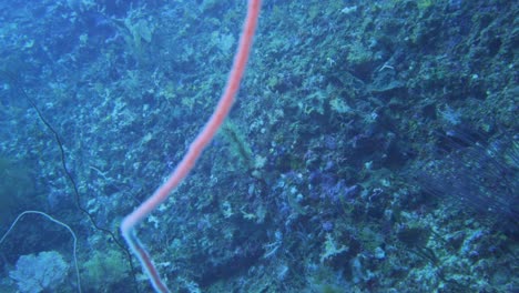 Eine-Rosa-Spiralförmige-Weichkoralle,-Die-Aus-Einer-Korallenwand-Herausragt