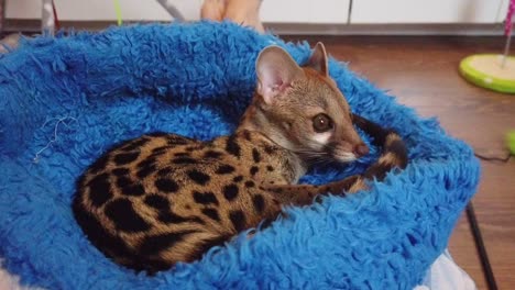 A-pet-genet-cat-relaxing-and-grooming-at-home