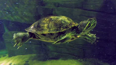 Five-terrapin-turtles-swim-together-underwater-in-an-aquarium-in-London