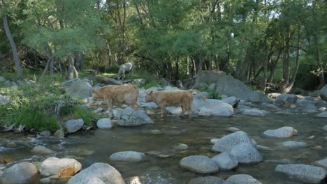 Dos-Vacas-Cruzando-Un-Río-Lleno-De-Piedras