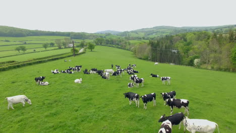 Flyover-shot-of-cows-grazing-in-field-in-north-wales