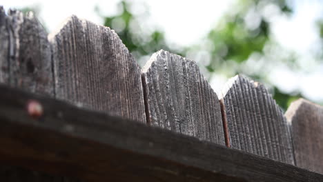 Wooden-fence-with-with-trees-blowing-behind-it