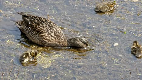 Zoom-in-close-up-Mallard-mother-duck-dabbling-and-diving-for-food-with-ducklings-in-following