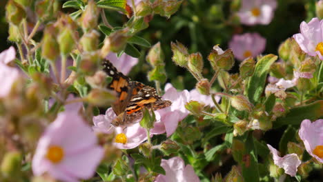Close-up-of-a-painted-lady-butterfly-insect-feeding-on-nectar-and-collecting-pollen-on-a-flower-in-spring