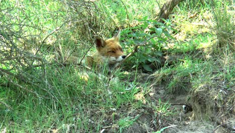 A-red-fox-lies-in-the-grass,-gets-up-and-walks-away