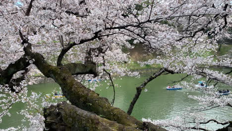 Boote,-Die-Hinter-Einem-Langen-Kirschblütenzweig-Am-Graben-Des-Kaiserlichen-Palastes-Im-Chidorigafuchi-Park-Navigieren