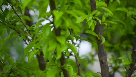 Moving-through-cherry-tree-branches-in-slow-motion