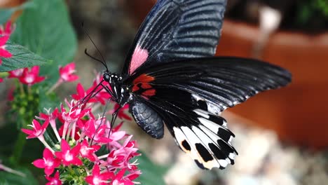 ruby-spotted-swallowtail-butterfly-drinking-nectar-from-deep-pink-flower