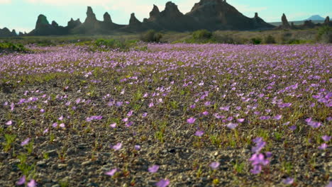 Hundreds-of-beautiful-pink-wildflowers-wiggling-in-the-wind-at-Trona-Pinnacles,-an-epic-location-in-the-California-Mojave-dessert
