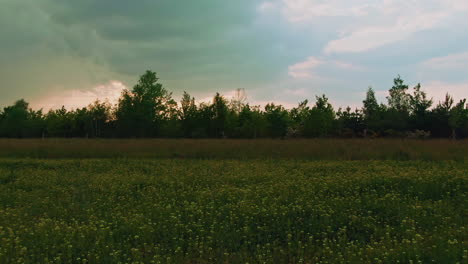low-aerial-drone-flight-over-flower-meadow-slow-motion-60fps-before-rain-with-clouds-in-the-background