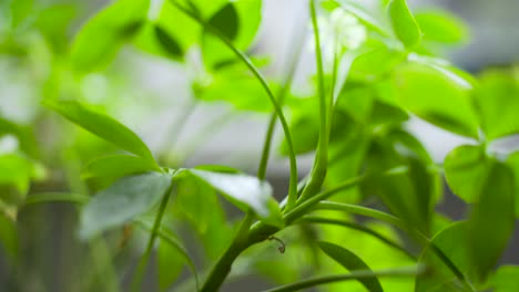 Camera-pushing-through-foliage-of-an-umbrella-plant