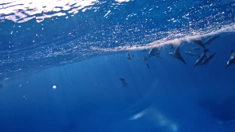 Eine-Schule-Delfine,-Die-Nahe-Der-Oberfläche-Schwimmt