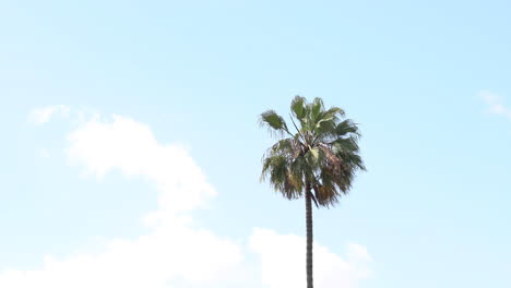 Palm-tree-swaying-in-the-wind-with-the-bright-blue-sky-and-fluffy-white-clouds-behind