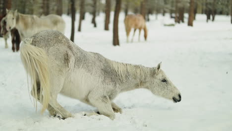 Beautiful-white-horse-lays-and-rolls-in-the-snow-in-the-middle-of-the-forest-while-other-horses-stand-around