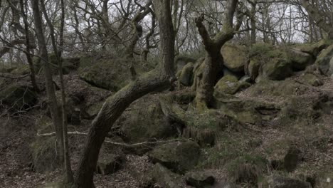 View-of-woodland-at-Padley-Gorge-in-Peak-District-National-Park,-Pan-and-slide-left