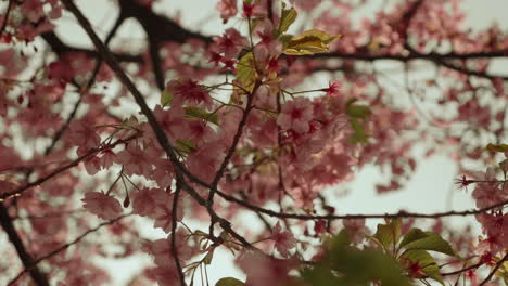 Flores-De-Cerezo-Sakura-Durante-La-Primavera-En-Japón.