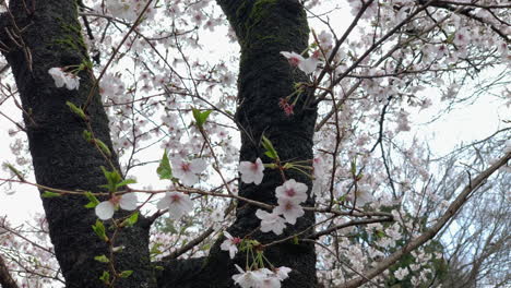 Pink-cherry-blossoms-on-the-trunk-of-the-tree-in-the-Inokashira-park