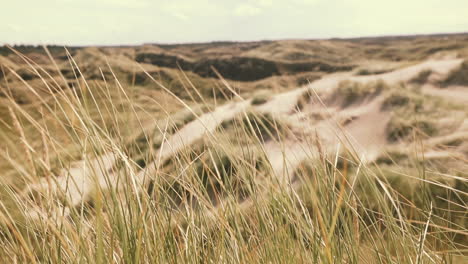 Sand-dunes-and-dune-grass-at-the-atlantic-coastline-in-Denmark