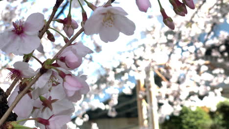 Der-Wind-Bewegt-Alle-Rosa-Kirschblüten-Auf-Seinen-Zweigen-Im-Sumida-Park