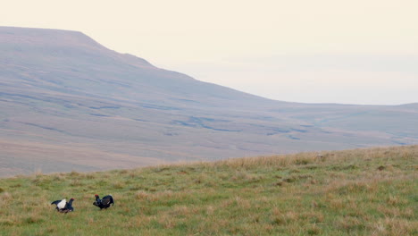 Male-Black-grouse-displaying-on-their-traditional-lekking-grounds-showing-the-birds-fighting-in-a-wide-shot-of-moorland-habitat