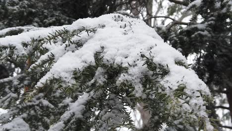 Constant-shot-of-single-pine-tree-branch-during-a-snow-storm,-covered-with-snow