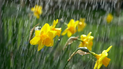 Bright-Yellow-Daffodils-in-the-rain