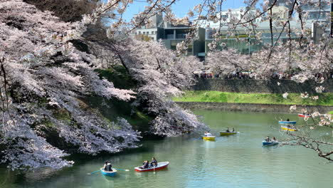 Blühende-Kirschblüten-Im-Chidorigafuchi-Park,-Kaiserpalastgraben-Mit-Ruderboot