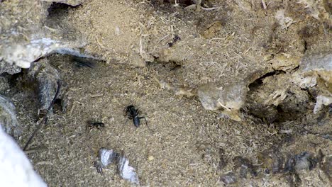Mehrere-Riesige-Schwarze-Ameisen-Arbeiten-Hart-An-Ihrem-Nest-In-Einem-Alten-Baumstamm,-Graben-Und-Tragen-Holzstücke