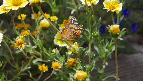 A-painted-lady-butterfly-flying-and-feeding-on-nectar-and-pollinating-yellow-wild-flowers-in-spring-SLOW-MOTION