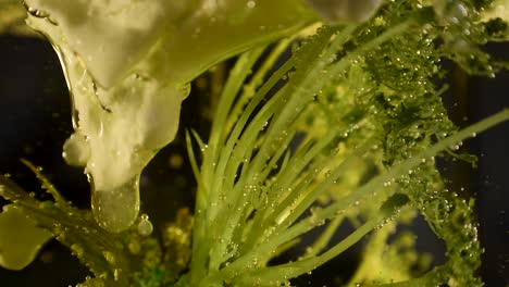 alien-botany-milky-stalactite-plant-dripping-with-clear-goo-60fps