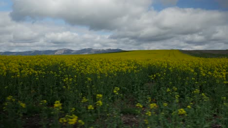 sideways-to-the-left-of-a-canola-field-with-mountains-at-the-bottom-of-the-clip-and-a-blue-cloudy-sky