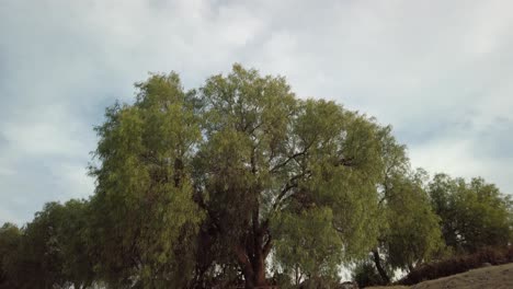 Precioso-árbol-Al-Lado-De-Un-Camino