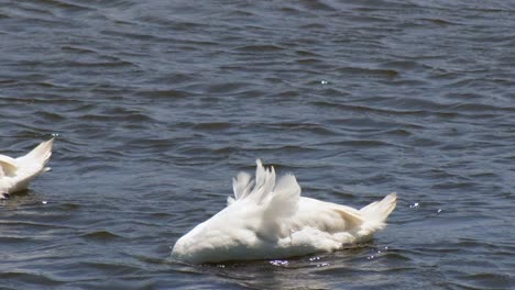 Close-up-of-a-Swan-swimming-into-the-shot,-plunging-its-head-into-the-choppy-water