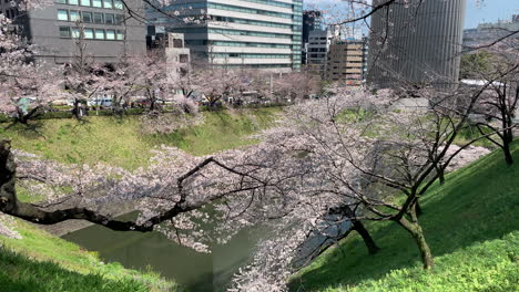 Himmel,-Gras,-Kirschbäume,-Wassergraben,-Straße-Und-Gebäude-Im-Chidorigafuchi-Park