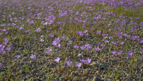Peaceful-and-serene-clip-of-hundreds-of-small-purple-wildflowers-gently-moving-in-the-breeze