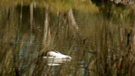 Large-white-pelican-fishing-for-food-in-a-pond