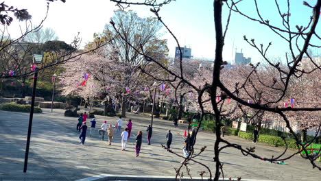 Group-of-adult-tai-chi-student-practice-at-Asukayama-Park-with-cherry-blossom