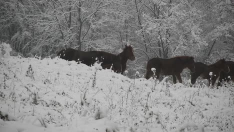 Herd-of-wild-horses-passing-by-on-a-hill-on-a-cold-winter-day-with-snow-over-trees