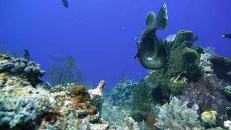 Camera-follows-a-curious-porcupine-fish-also-called-puffer-fish-along-the-reef-bottom