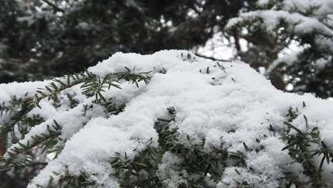 Close-up-of-snow-falling-on-fir-pine-tree