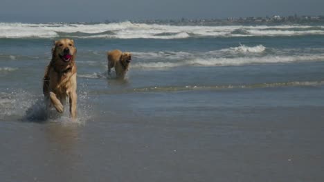 Happy-Golden-Retriever-running-out-of-ocean---slow-motion